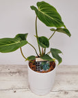 Philodendron gloriosum