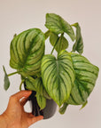 Philodendron mamei 'Silver Cloud'