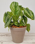 Philodendron mamei 'Silver Cloud'