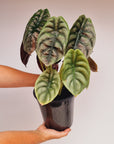 Alocasia cuprea ‘Red Secret’