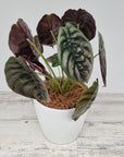 Alocasia cuprea ‘Red Secret’