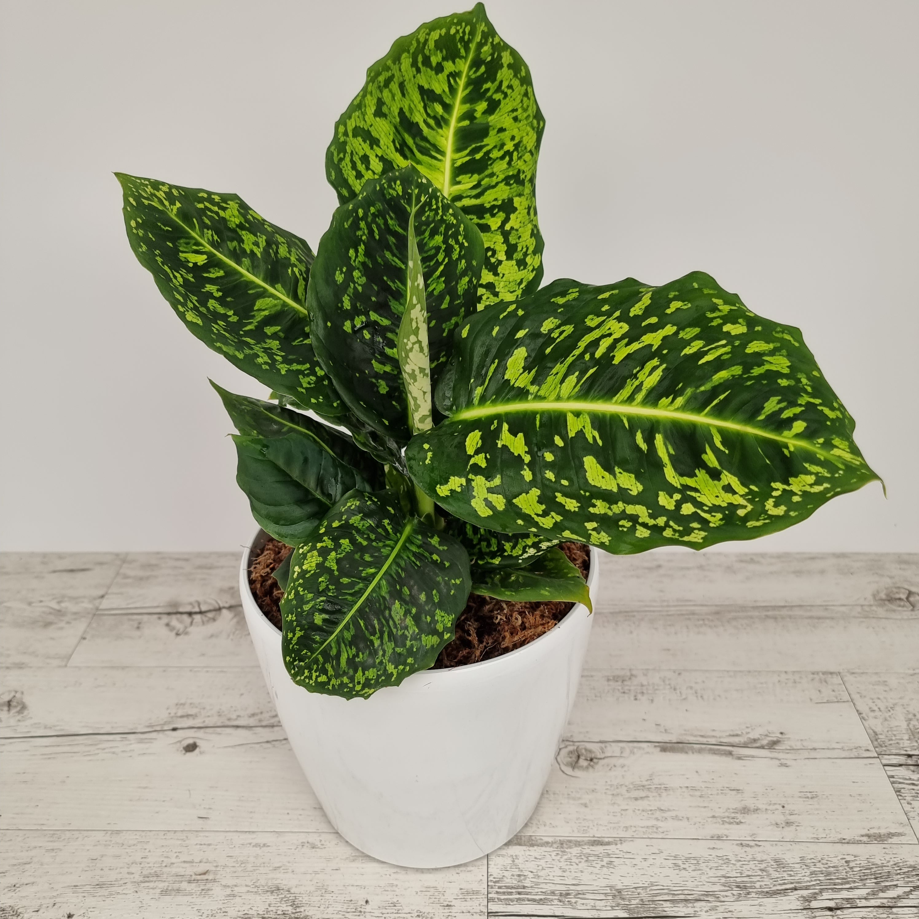 dieffenbachia maculata benefits Dieffenbachia maculata Reflector – Enliven Plants