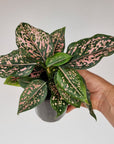 Aglaonema commutatum 'Pink Dalmation'