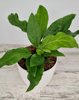 Anthurium plowmanii Wave of Love