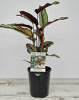 Calathea majestica 'Albo-lineata'