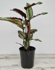 Calathea majestica 'Albo-lineata'