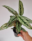 Calathea majestica 'Albo-lineata'