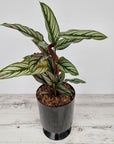 Calathea majestica 'Albo-lineata'