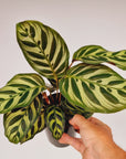Calathea makoyana