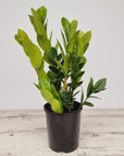 Zamioculcas zamiifolia ZZ Plant
