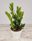 Zamioculcas zamiifolia ZZ Plant