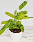 Ctenanthe lubbersiana variegata - Perfectly Imperfect