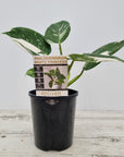 Philodendron erubescens White Princess
