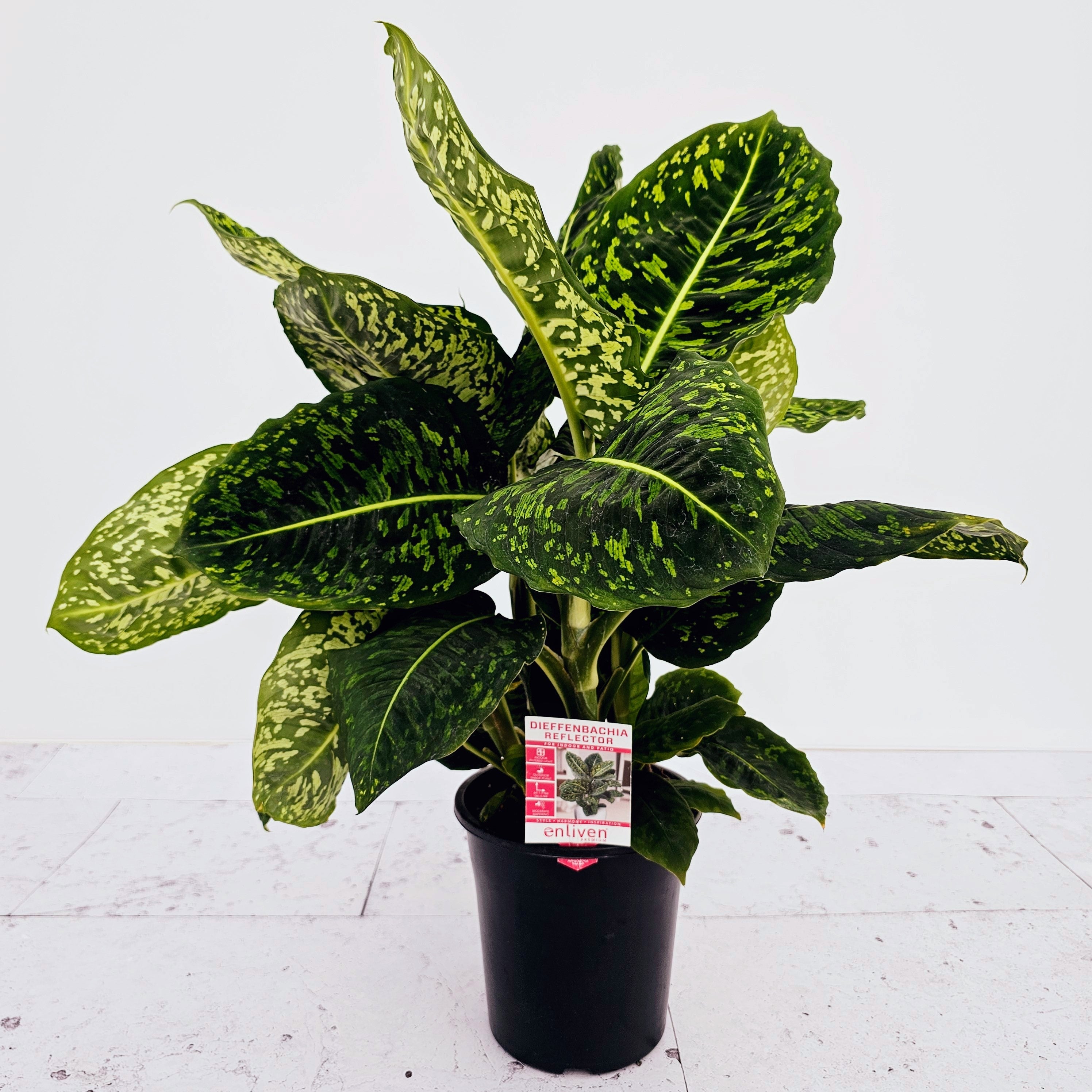 dieffenbachia maculata benefits Dieffenbachia maculata Reflector – Enliven Plants