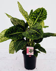 Dieffenbachia maculata Reflector