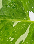 Philodendron erubescens White Princess