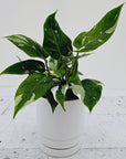 Philodendron erubescens White Princess
