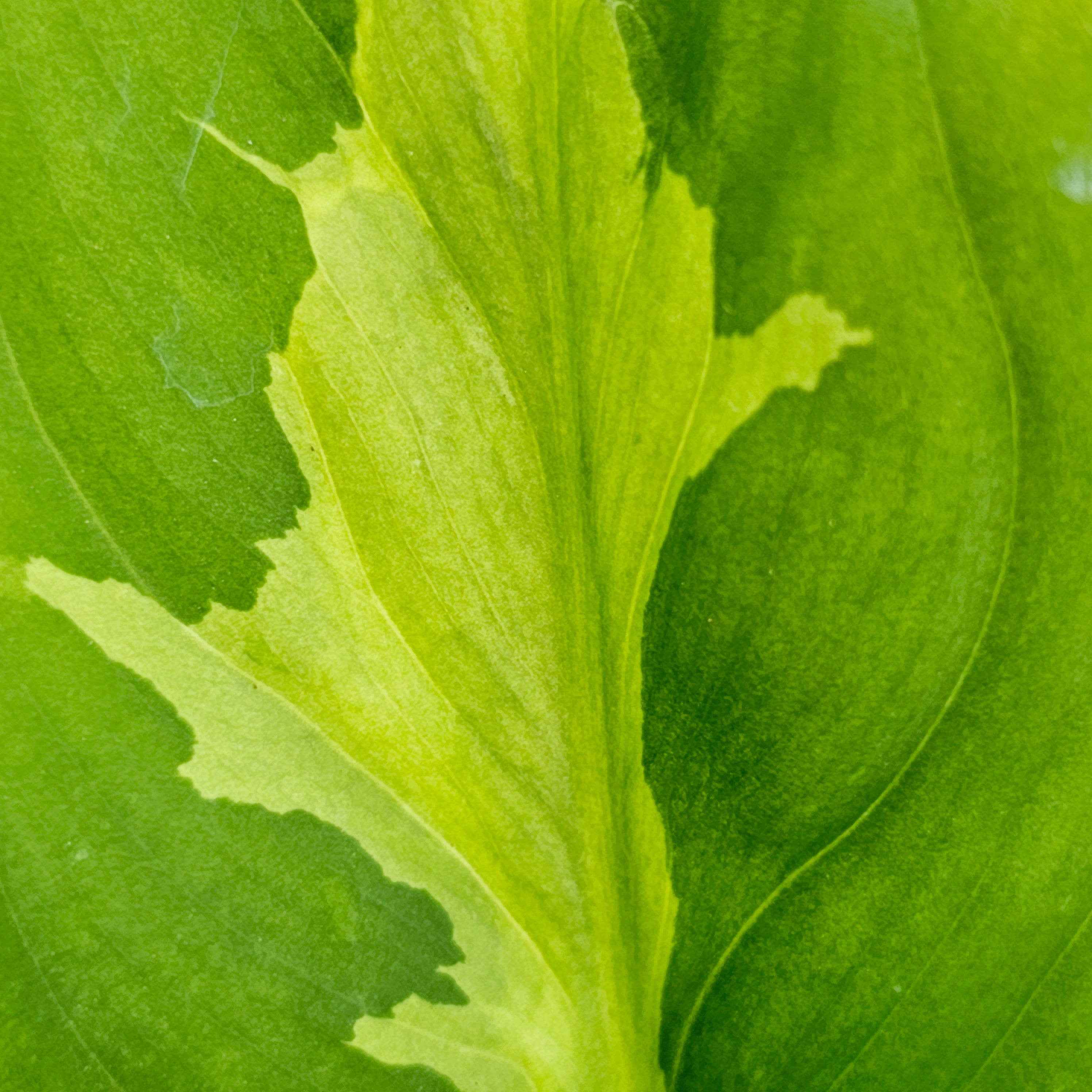 aglaonema shingii Aglaonema modestum medio pictum 'Shingii' – Enliven Plants