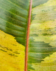 Ficus elastica Shivereana