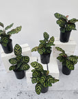 Calathea makoyana