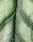 Alocasia baginda Dragon Scale