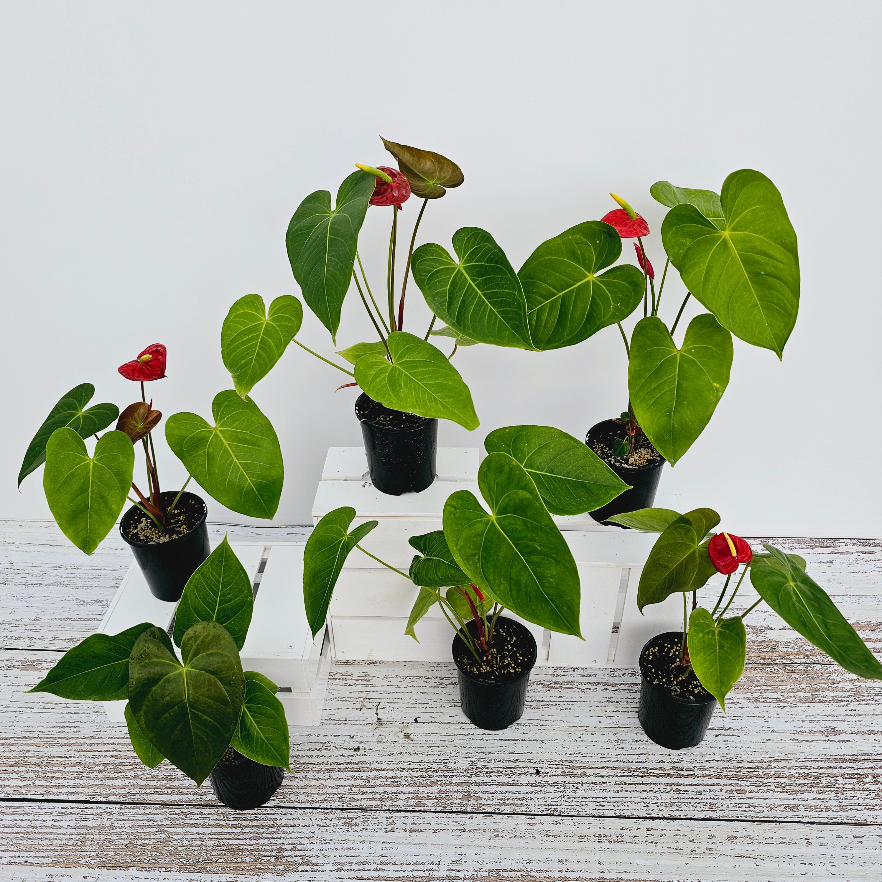 Anthurium andraeanum Flamingo Flower
