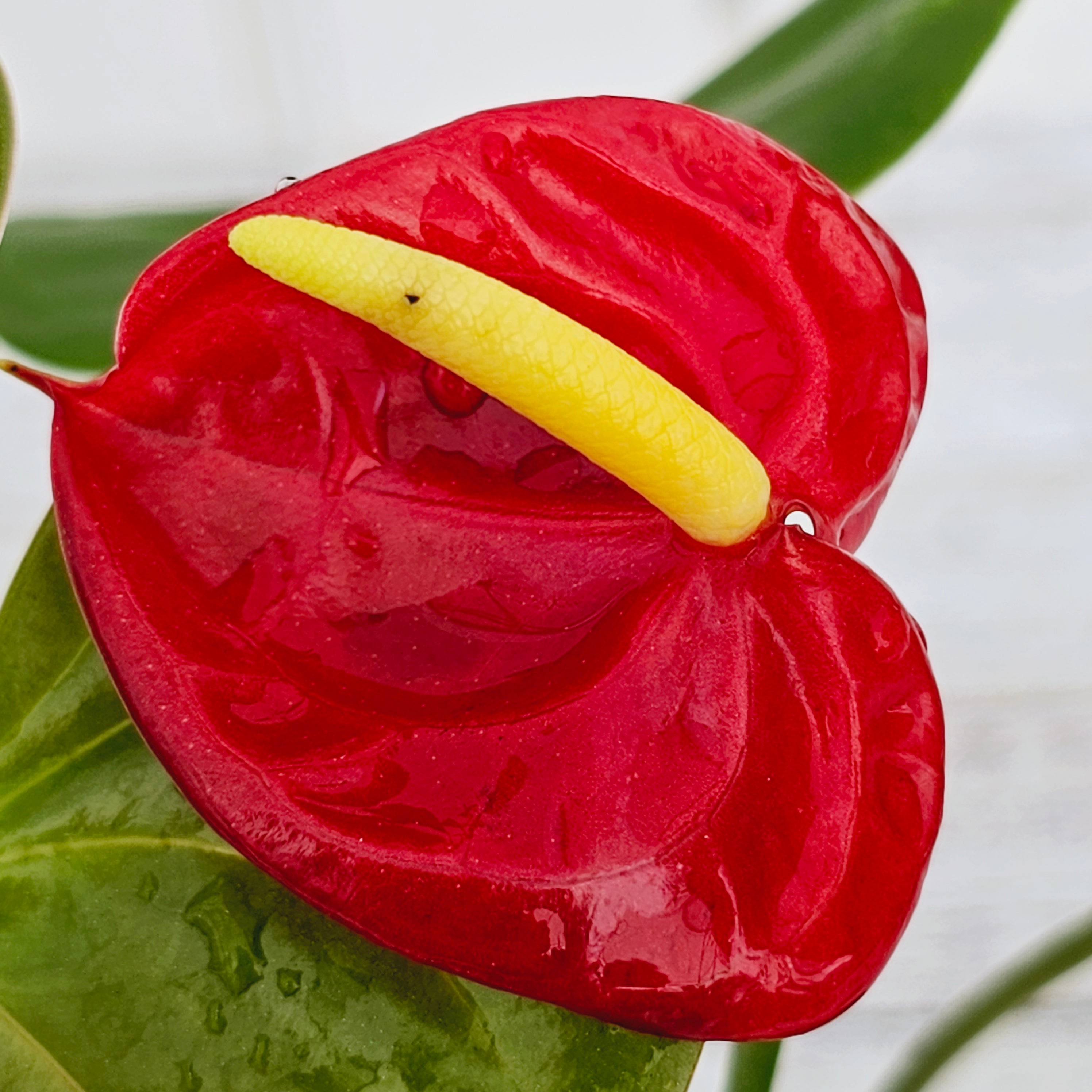 Anthurium andraeanum Flamingo Flower