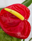 Anthurium andraeanum Flamingo Flower