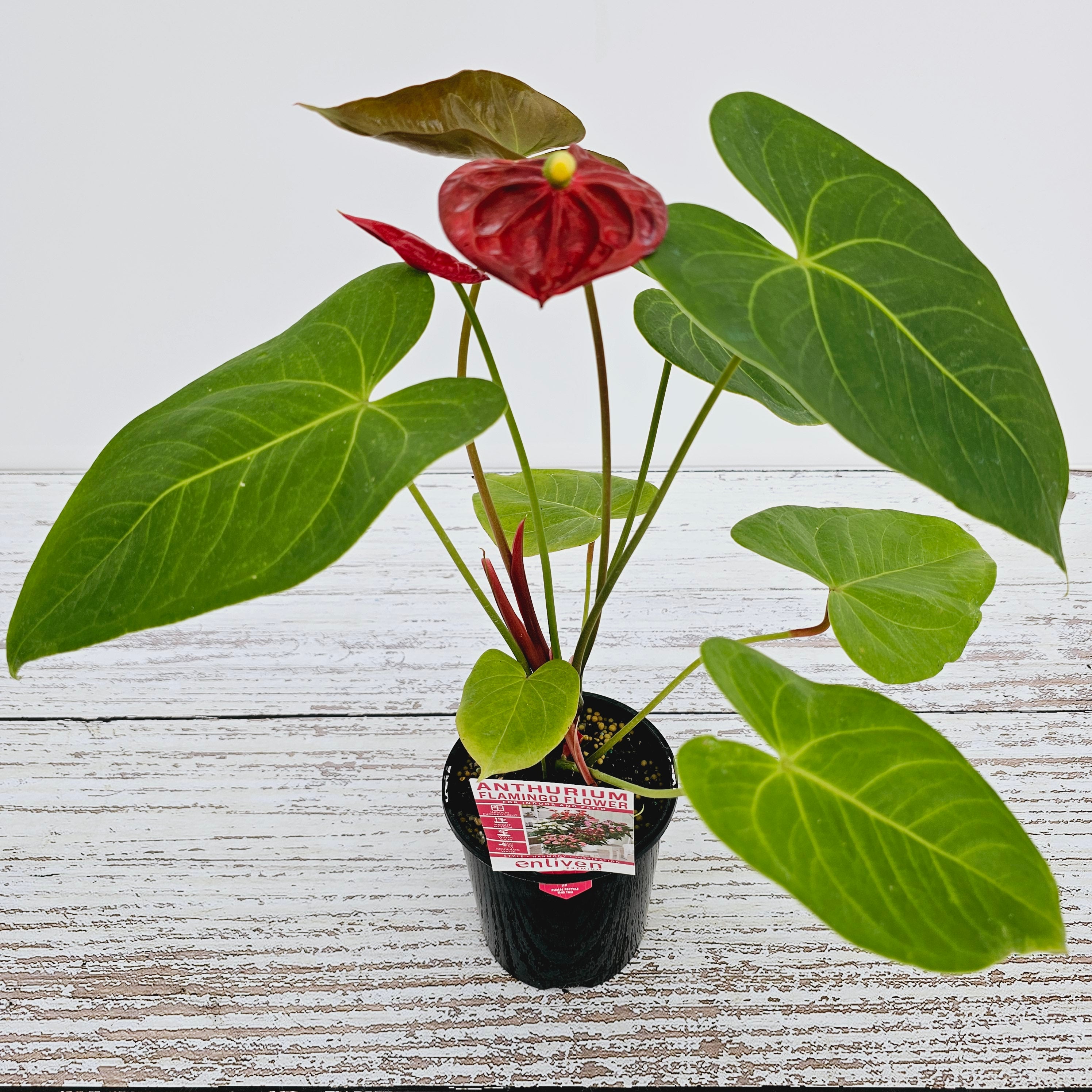 Anthurium andraeanum Flamingo Flower