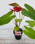 Anthurium andraeanum Flamingo Flower