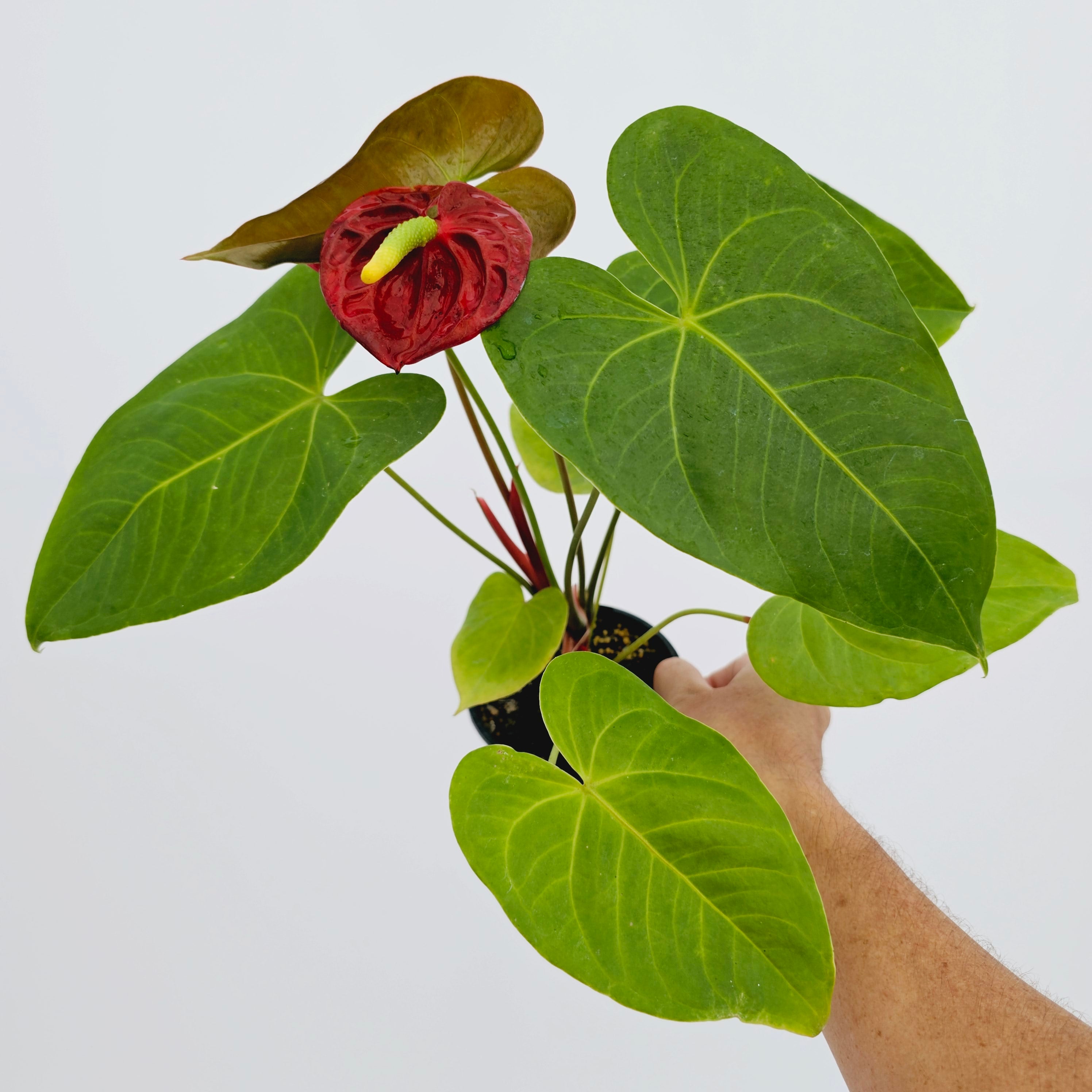 Anthurium andraeanum Flamingo Flower