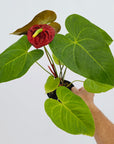 Anthurium andraeanum Flamingo Flower