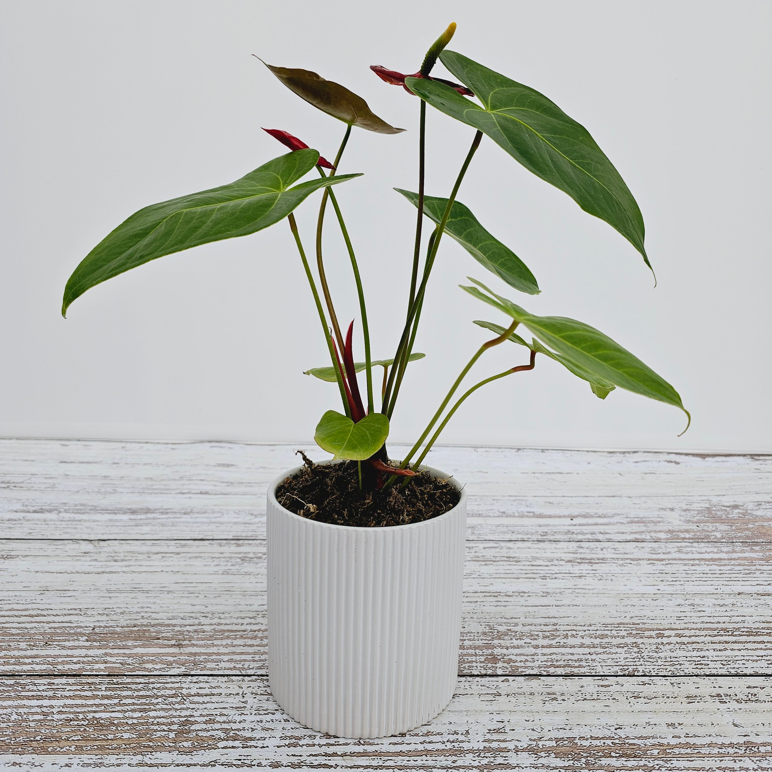 Anthurium andraeanum Flamingo Flower