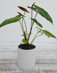 Anthurium andraeanum Flamingo Flower