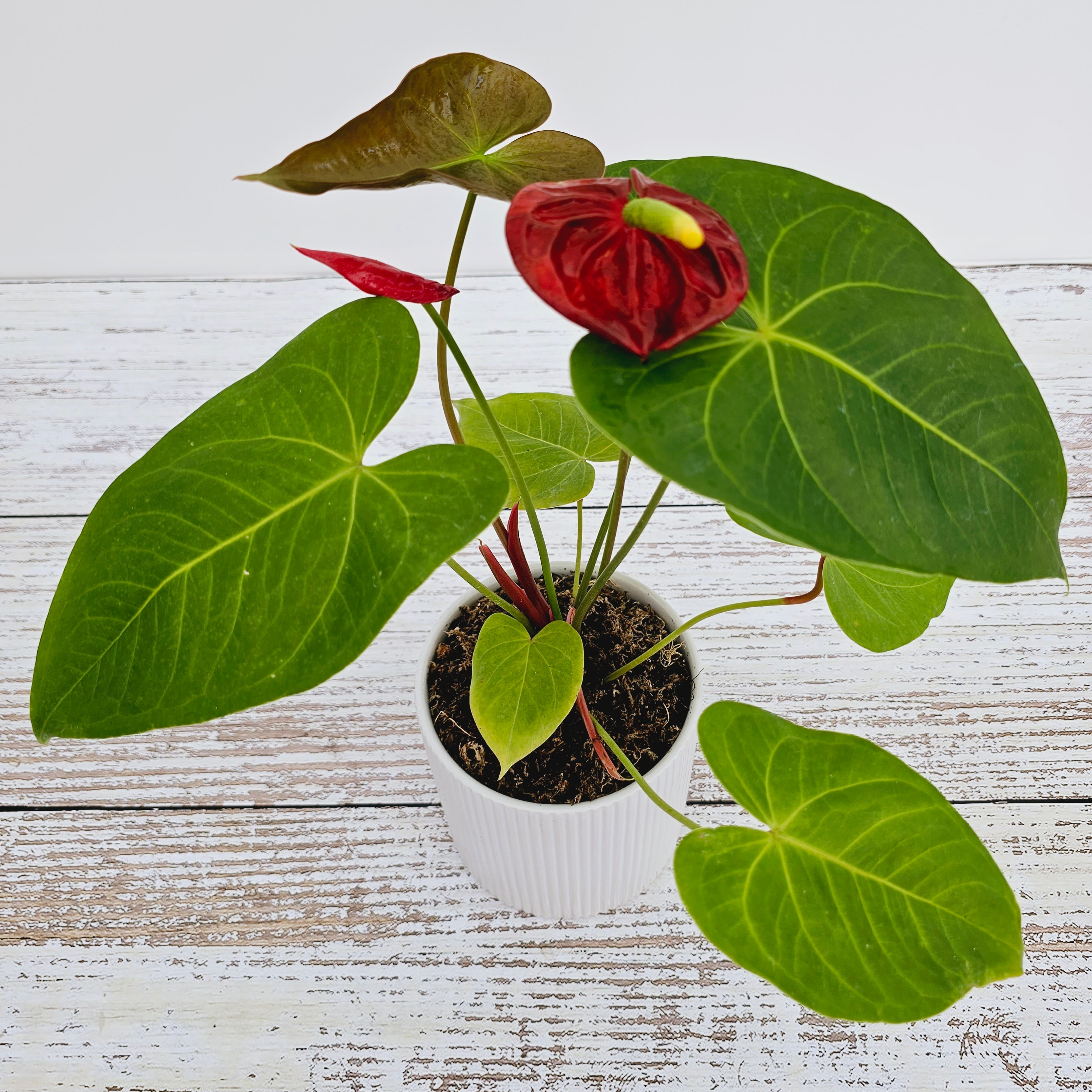 Anthurium andraeanum Flamingo Flower