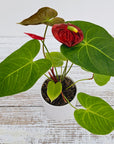 Anthurium andraeanum Flamingo Flower