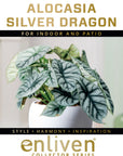 Alocasia baginda 'Silver Dragon'