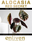Alocasia cuprea ‘Red Secret’
