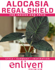Alocasia Regal 'Shields'