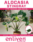 Alocasia macrorrhizos Stingray