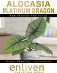 Alocasia reginae 'Platinum Dragon'