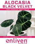 Alocasia reginula Black Velvet
