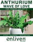 Anthurium plowmanii Wave of Love