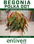 Begonia maculata Polka Dot - Bare Bottom Baby
