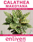 Calathea makoyana