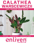Calathea warscewiczii - Perfectly Imperfect Plants