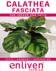 Calathea rotundifolia Fasciata