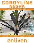 Cordyline fruticosa Negra