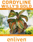 Cordyline fruticosa Willy's Gold