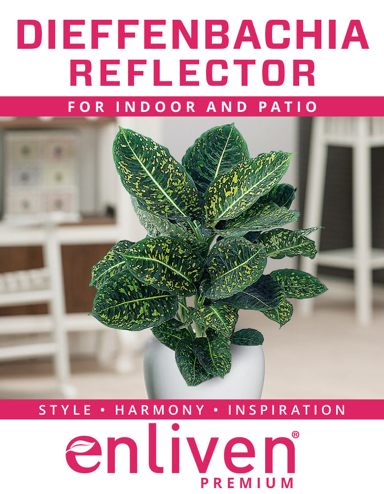 dieffenbachia maculata benefits Dieffenbachia maculata Reflector – Enliven Plants